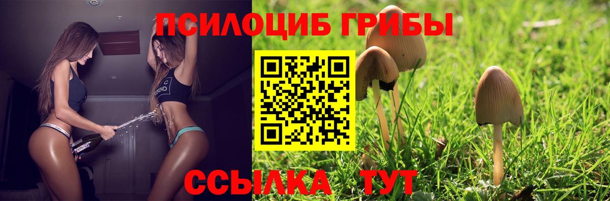 Галлюциногенные грибы Psilocybe  Беслан  Псилоцибиновые грибы мицелий 